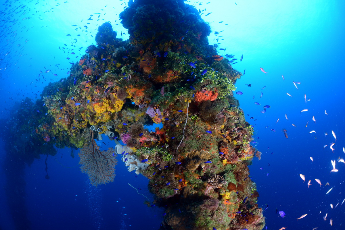 Koraal op de Fujikawa maru