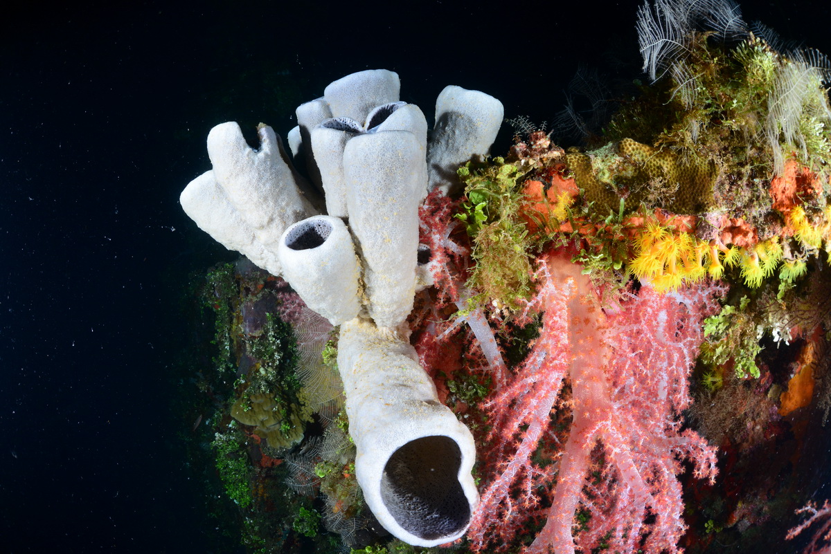 Sponzen en zacht koraal op de Fujikawa maru