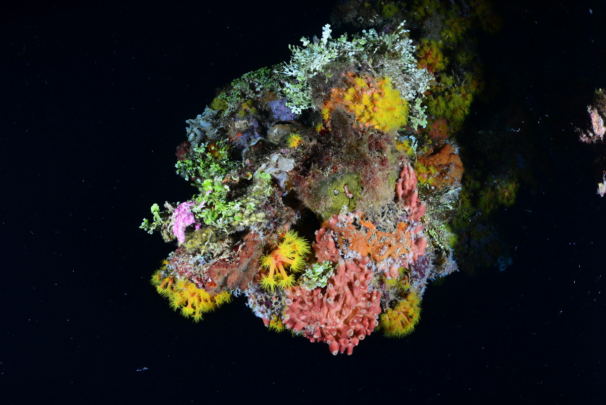 Koraal op de Fujikawa maru