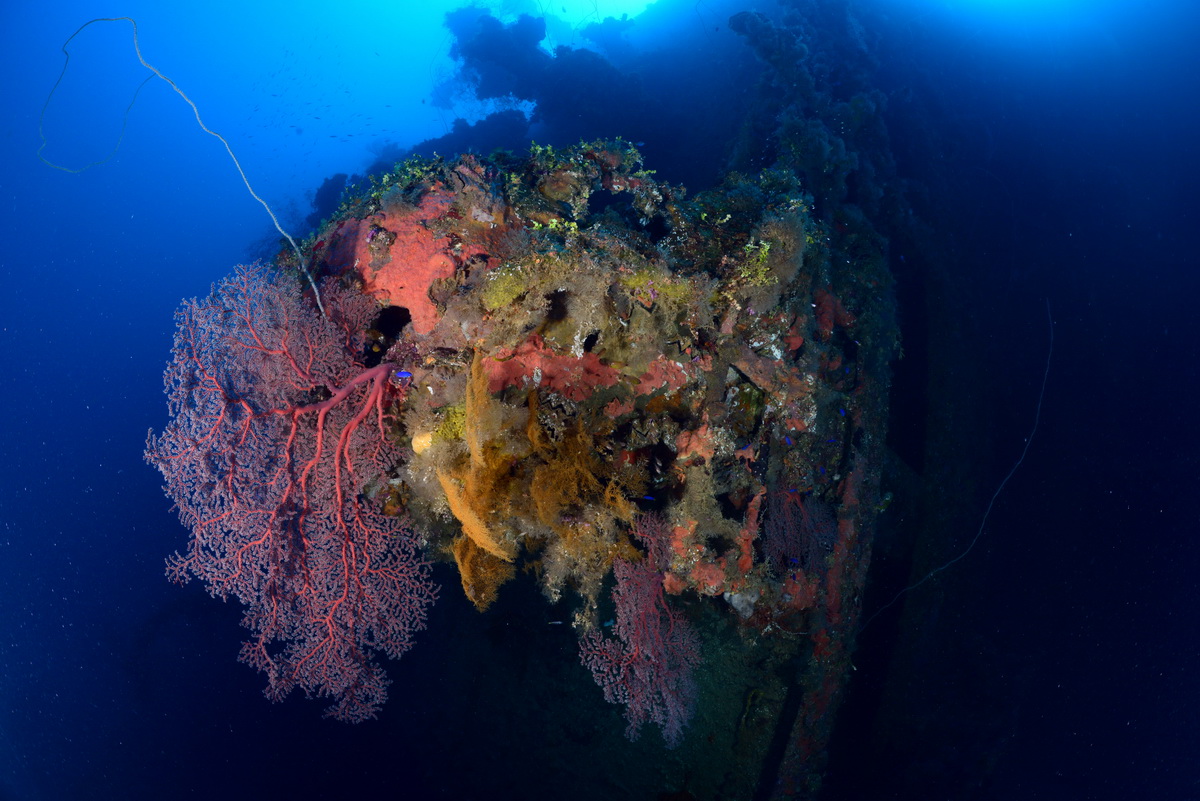 Koraal op de Momokawa maru