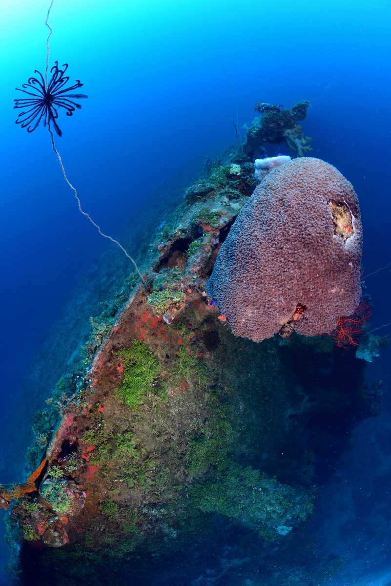 Momokawa maru