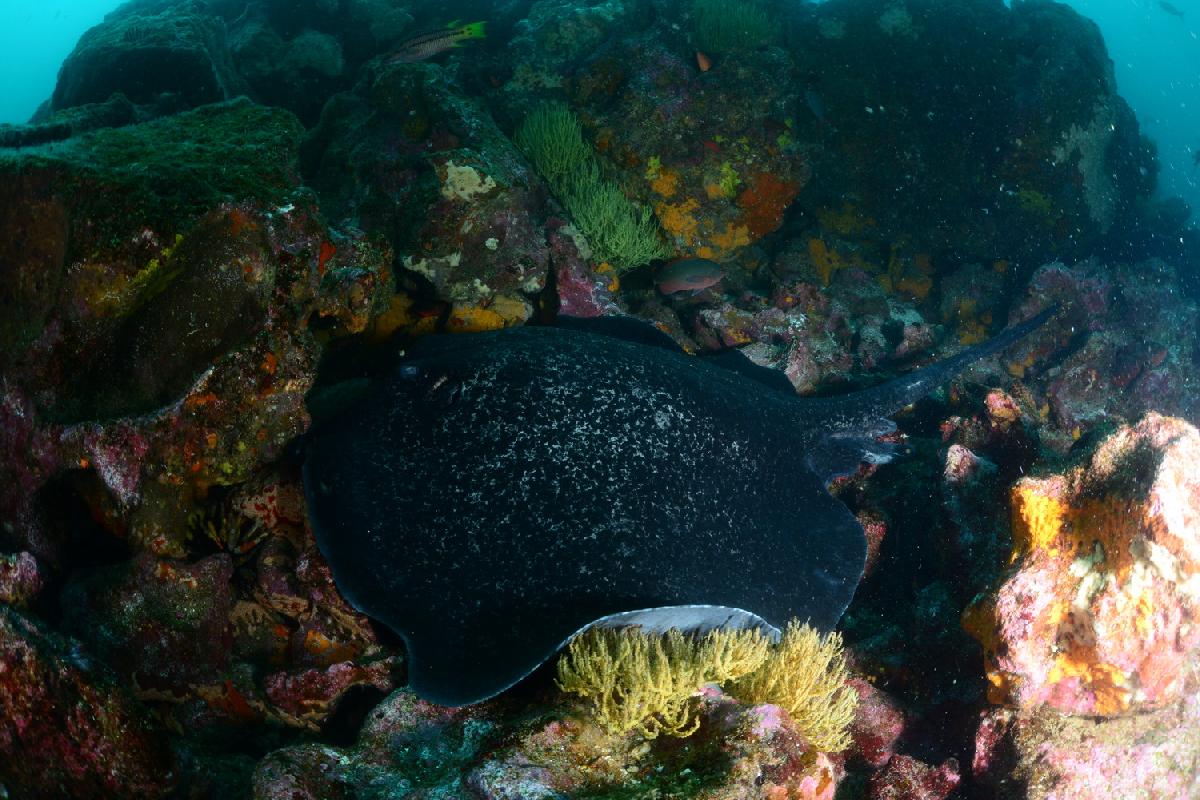 marbled ray