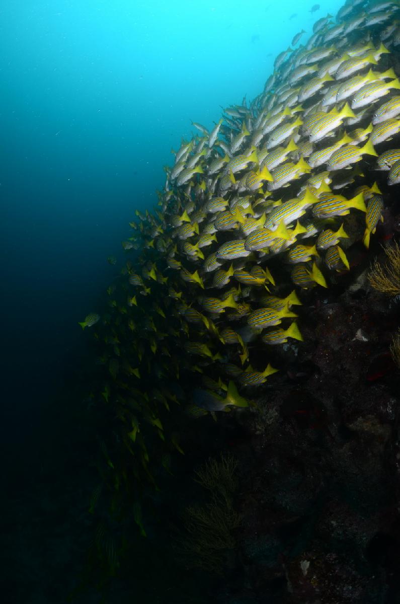 school blue striped grunts (neertje)