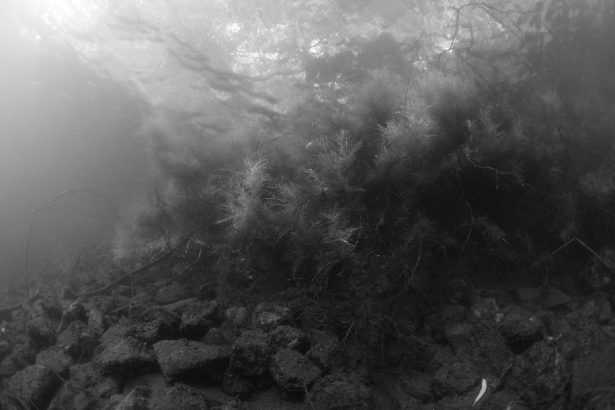 stenen en waterplanten