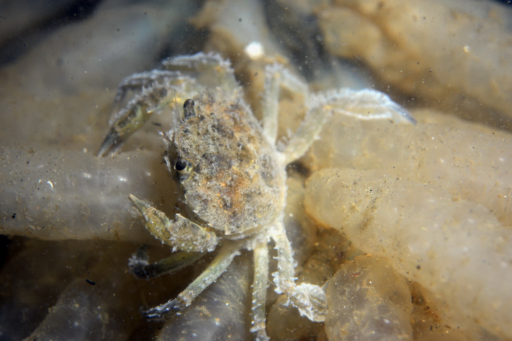 krab op pijlinktvis eieren