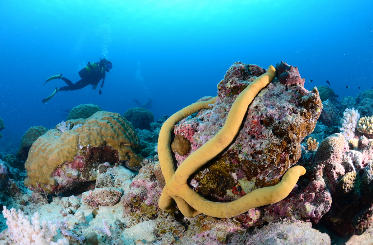 grote gele zeester op de rots