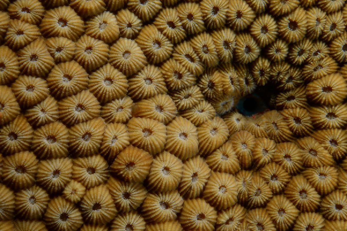 patroon van koraal