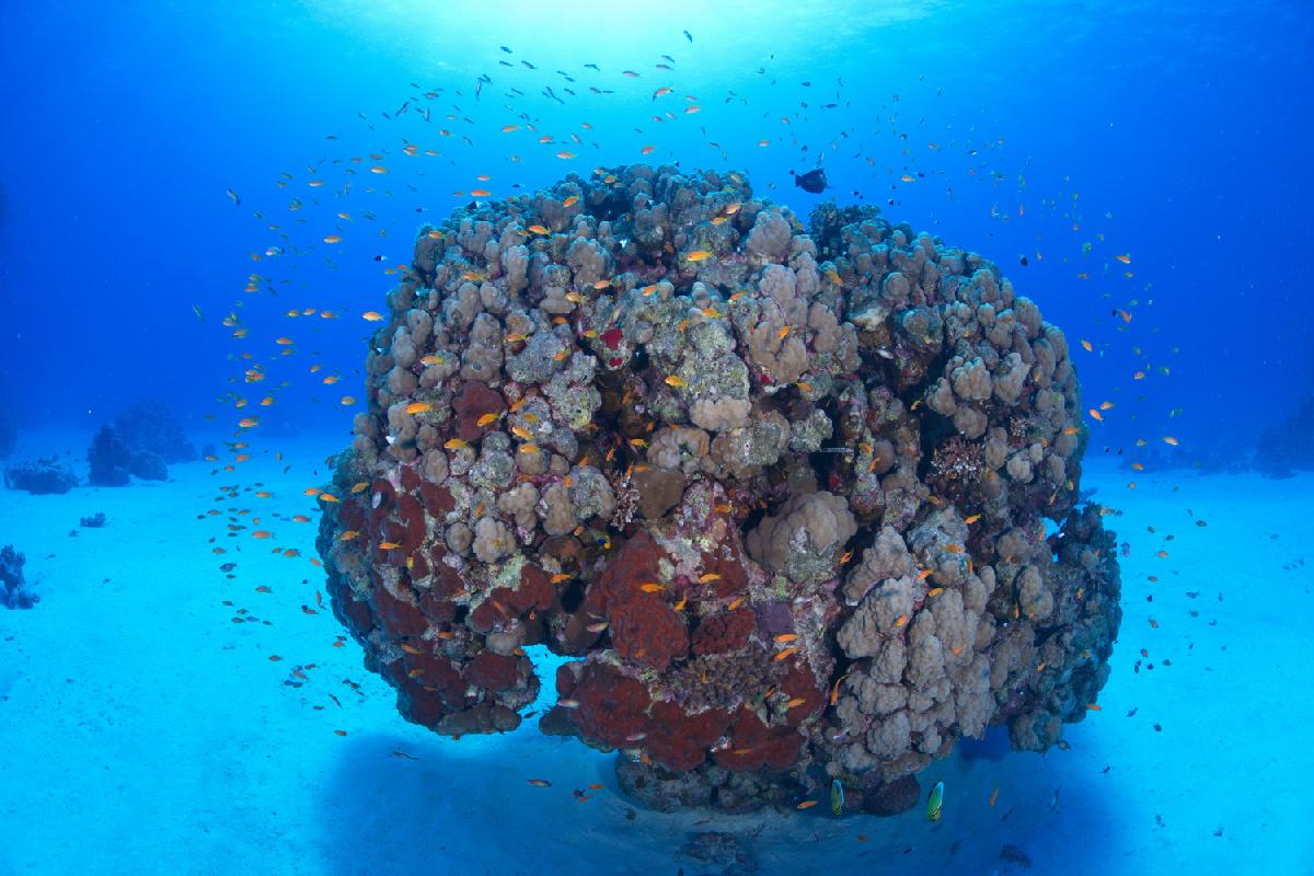 koraalbonk met school anthias vissen