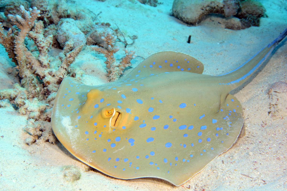 bluespotted stingray