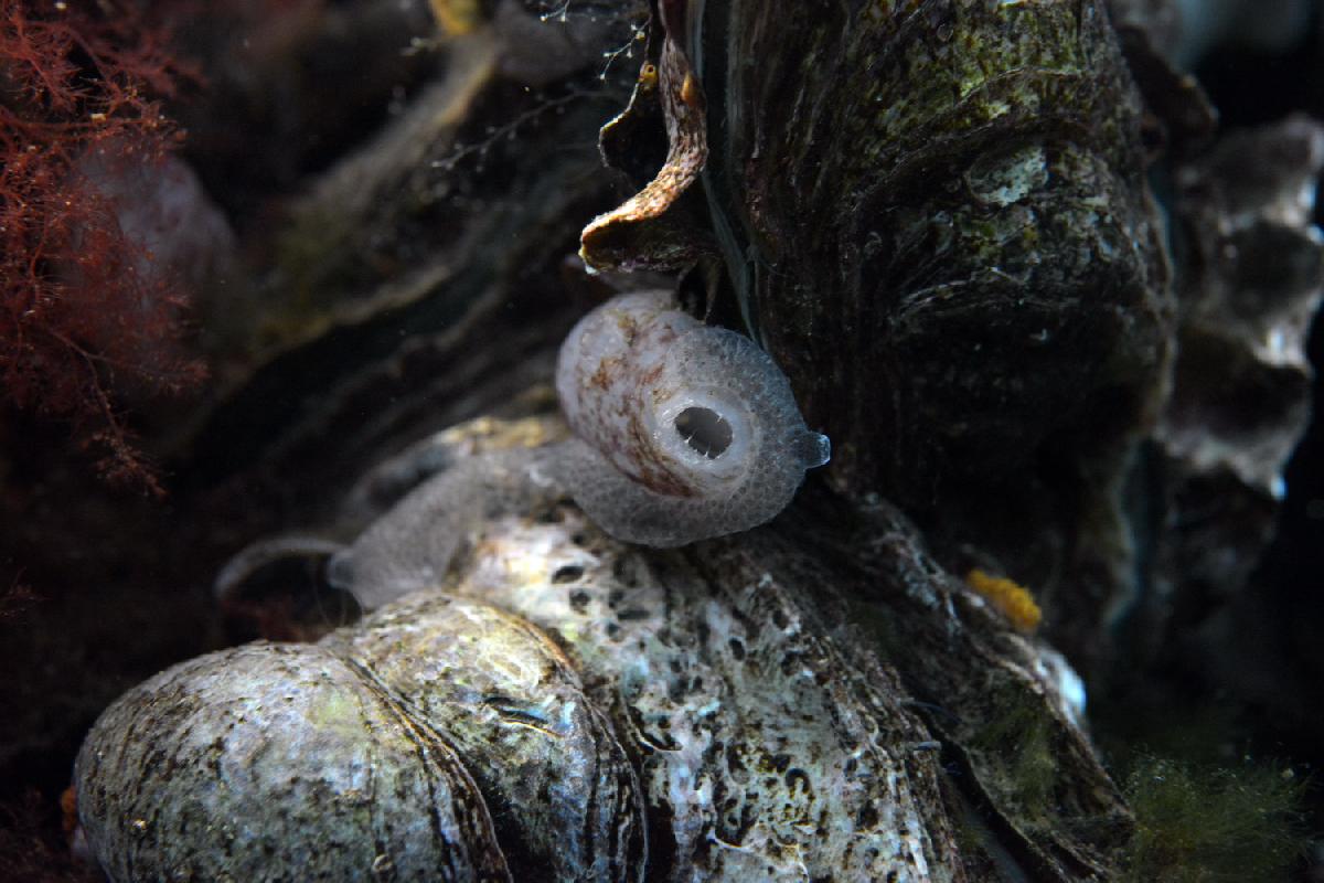 zakpijp op oester