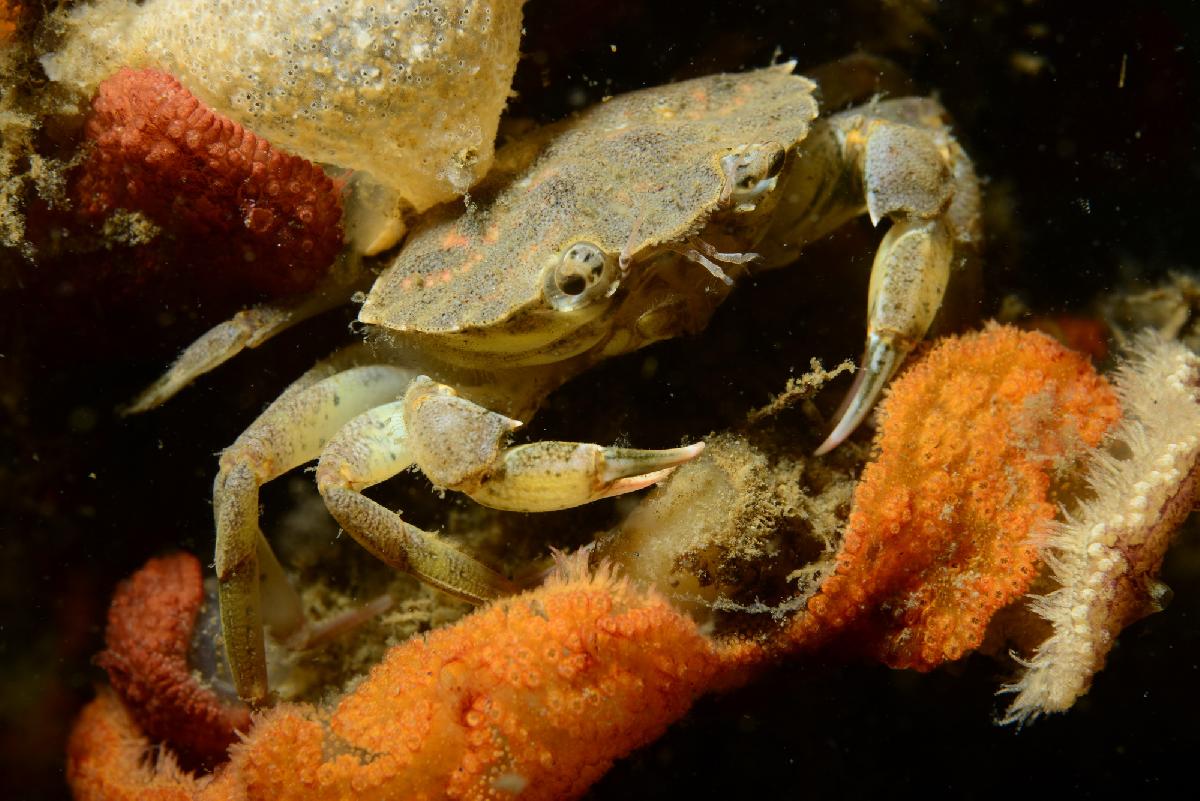 krab en oranje spons