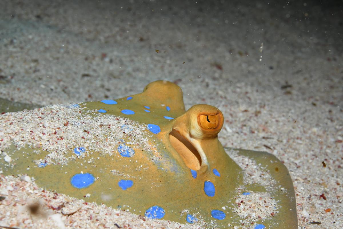 blue spotted stingray