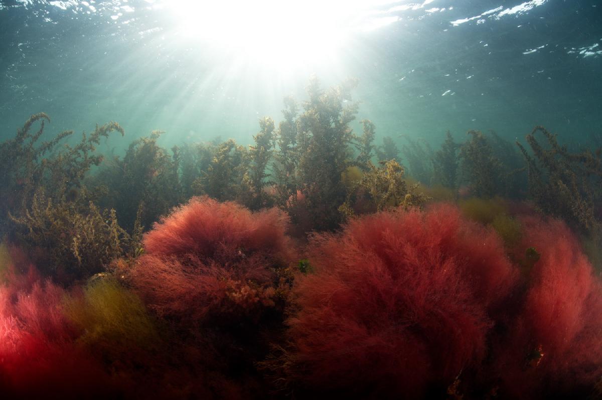 zonnestralen boven de rood en groenwieren