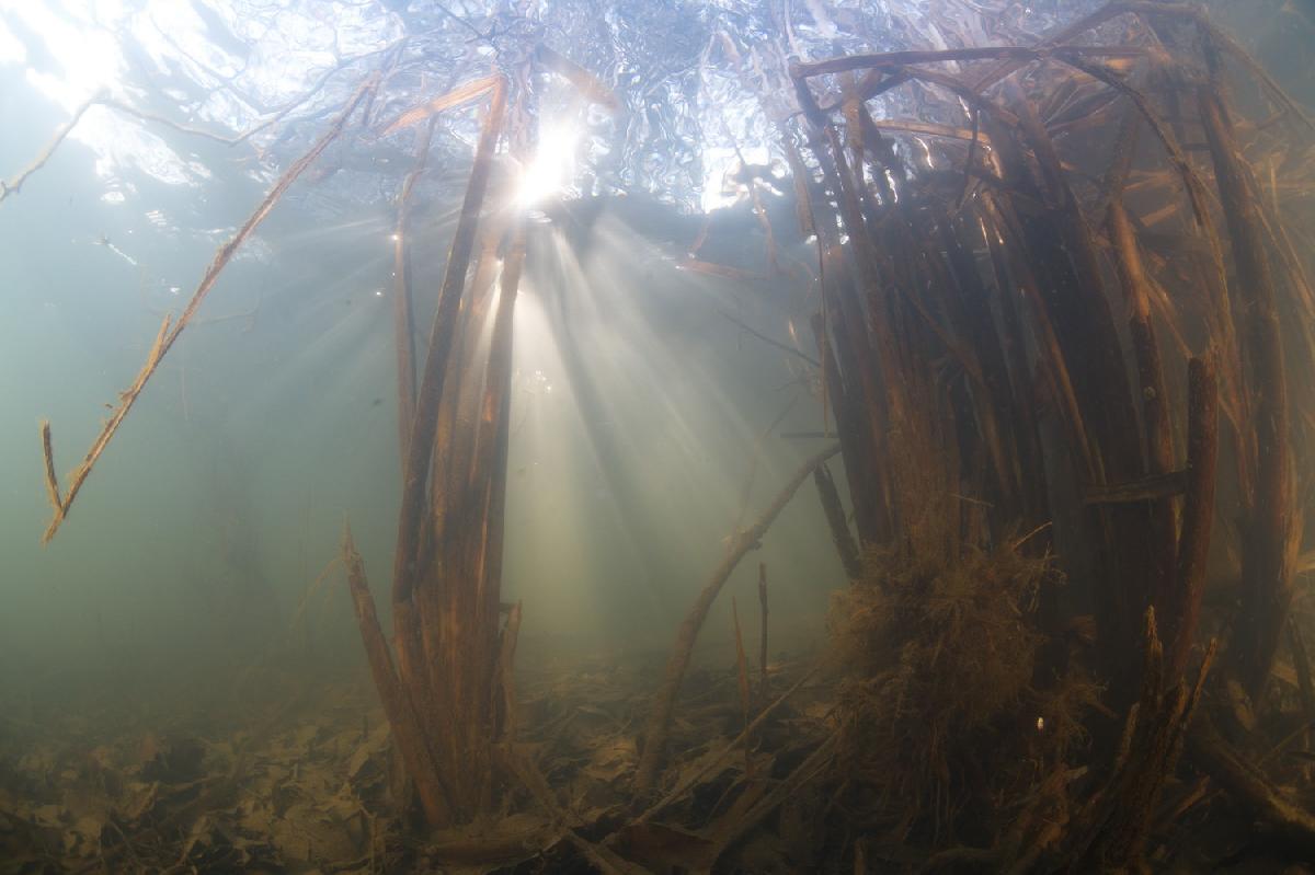 zonnestralen in het riet