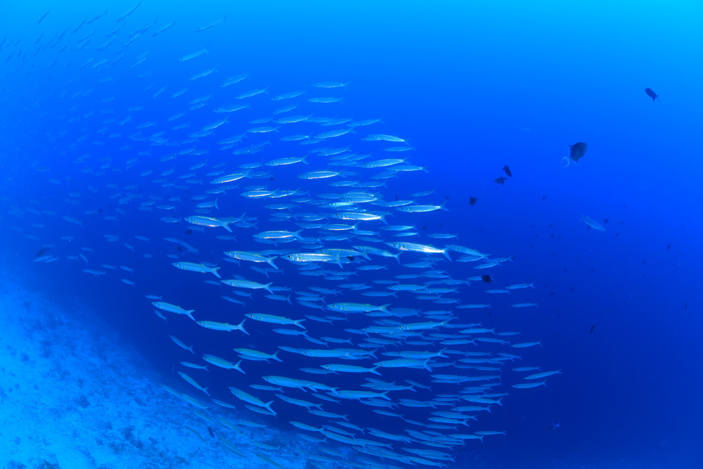 school barracuda's