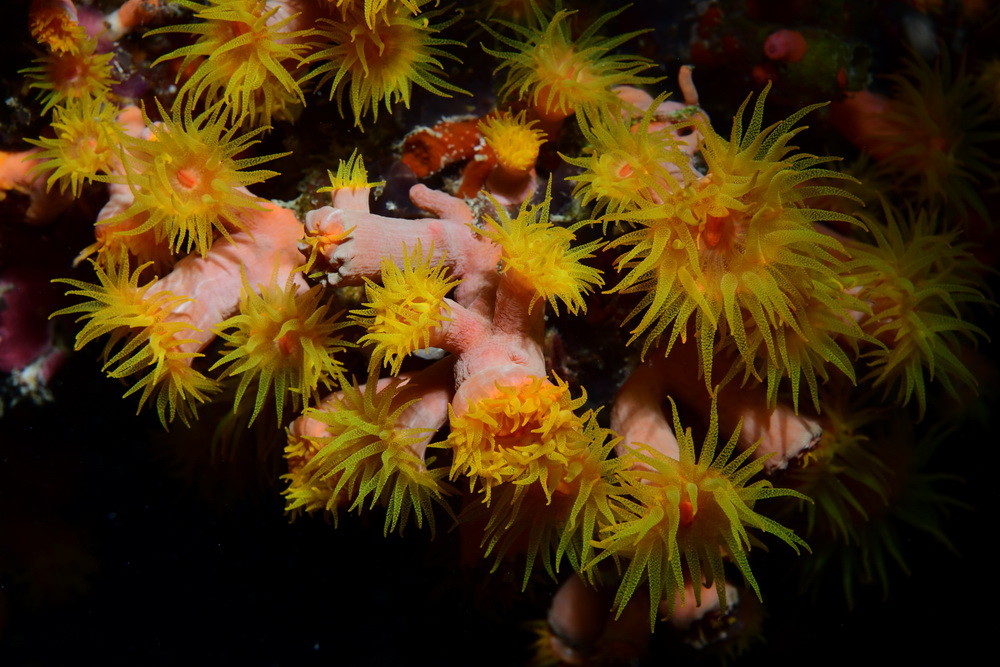 kleine anemonen