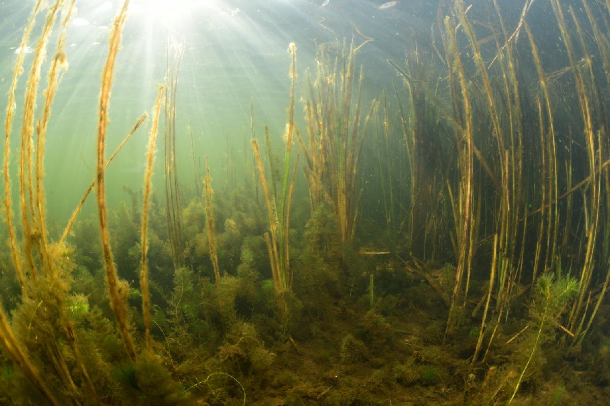 zonnestralen bij het riet