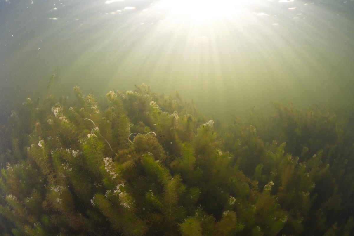 zonnestralen boven de waterplanten