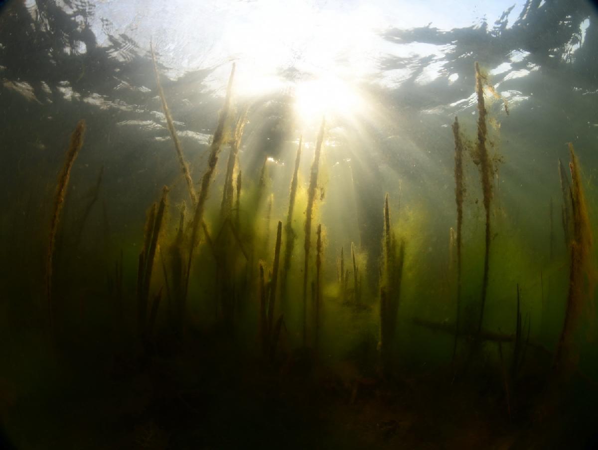 zonnestralen tussen het riet