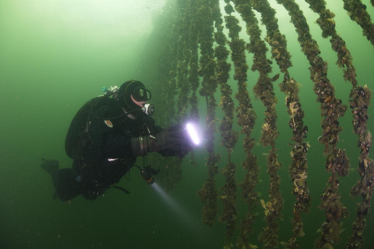 Rob Breukhoven bij de mossel hangcultuur