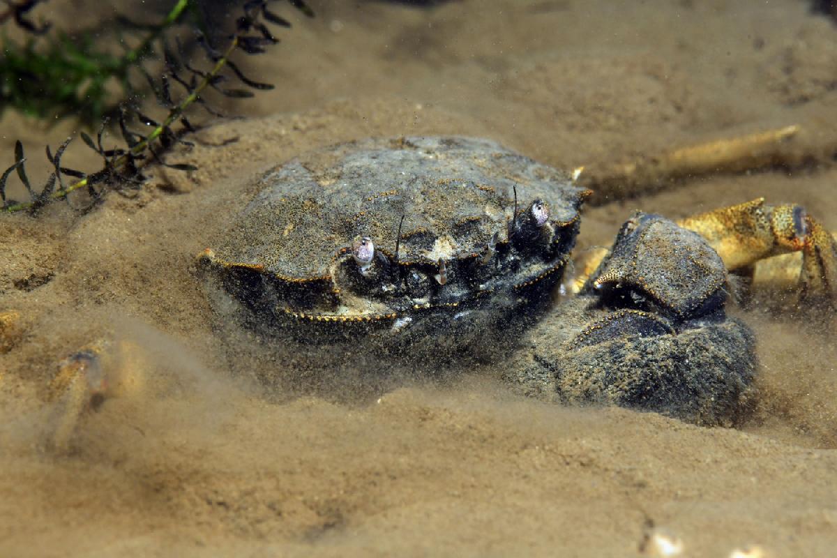 Chinese wolhandkrab