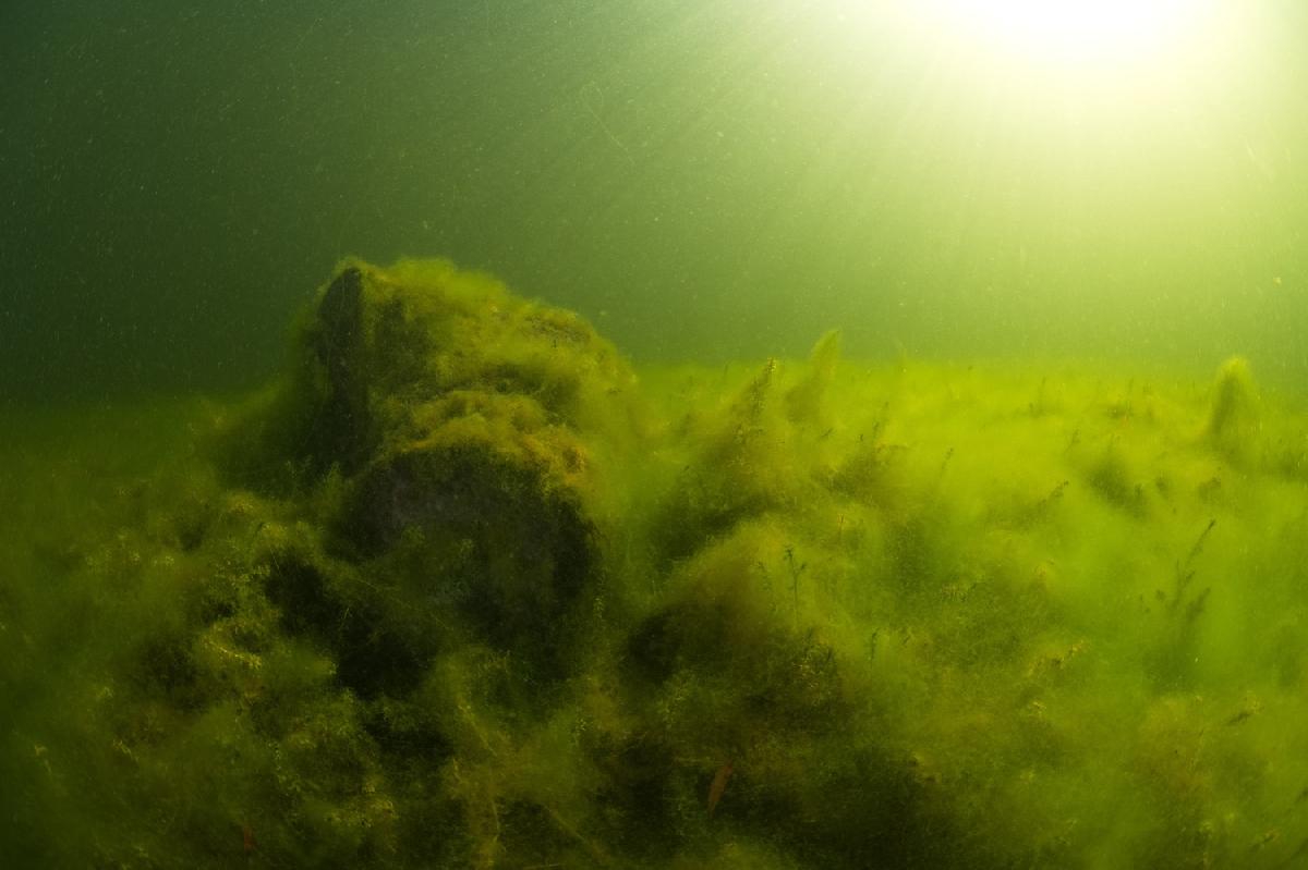 zonnestralen op groen wier