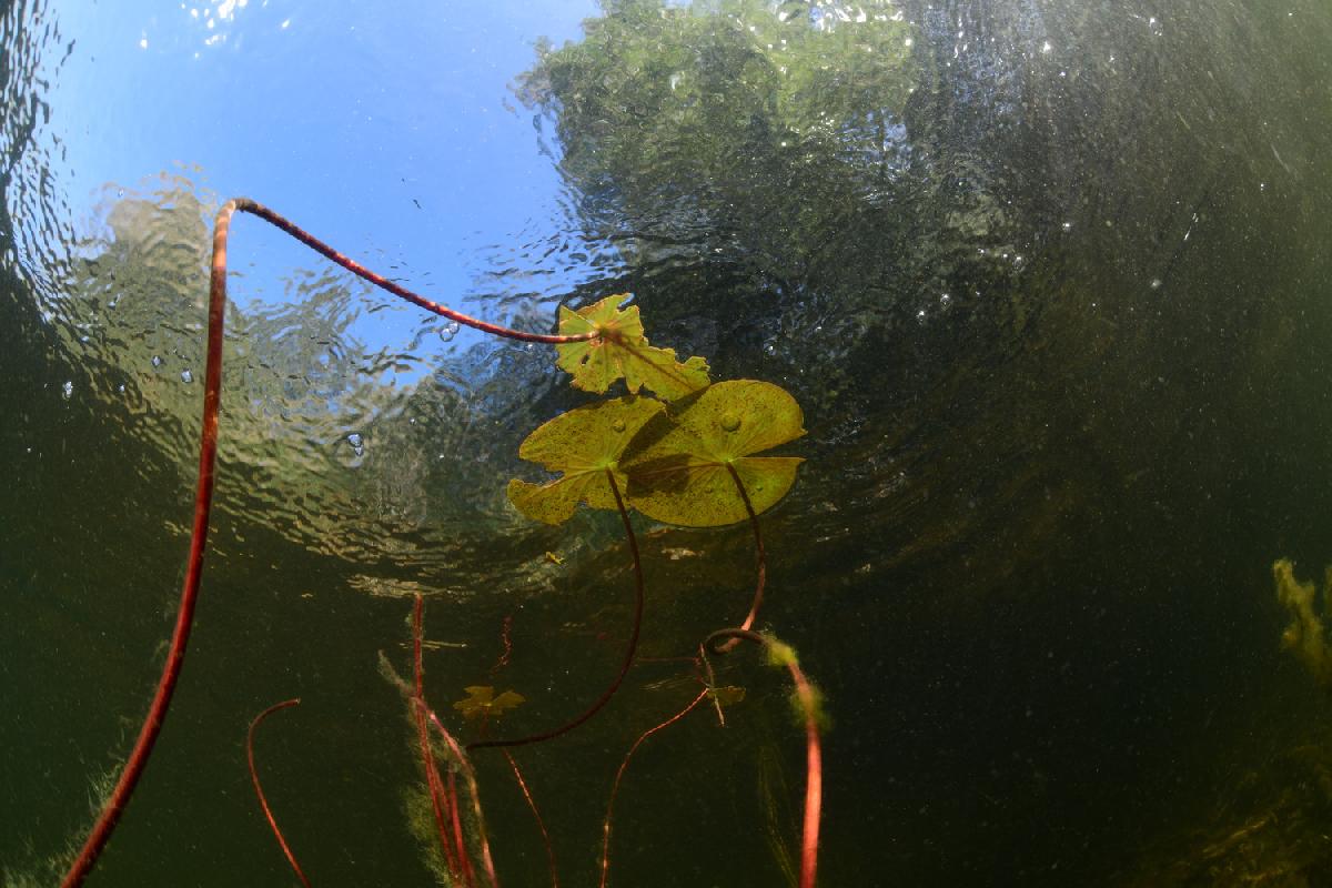 waterlelie in de meerse plas