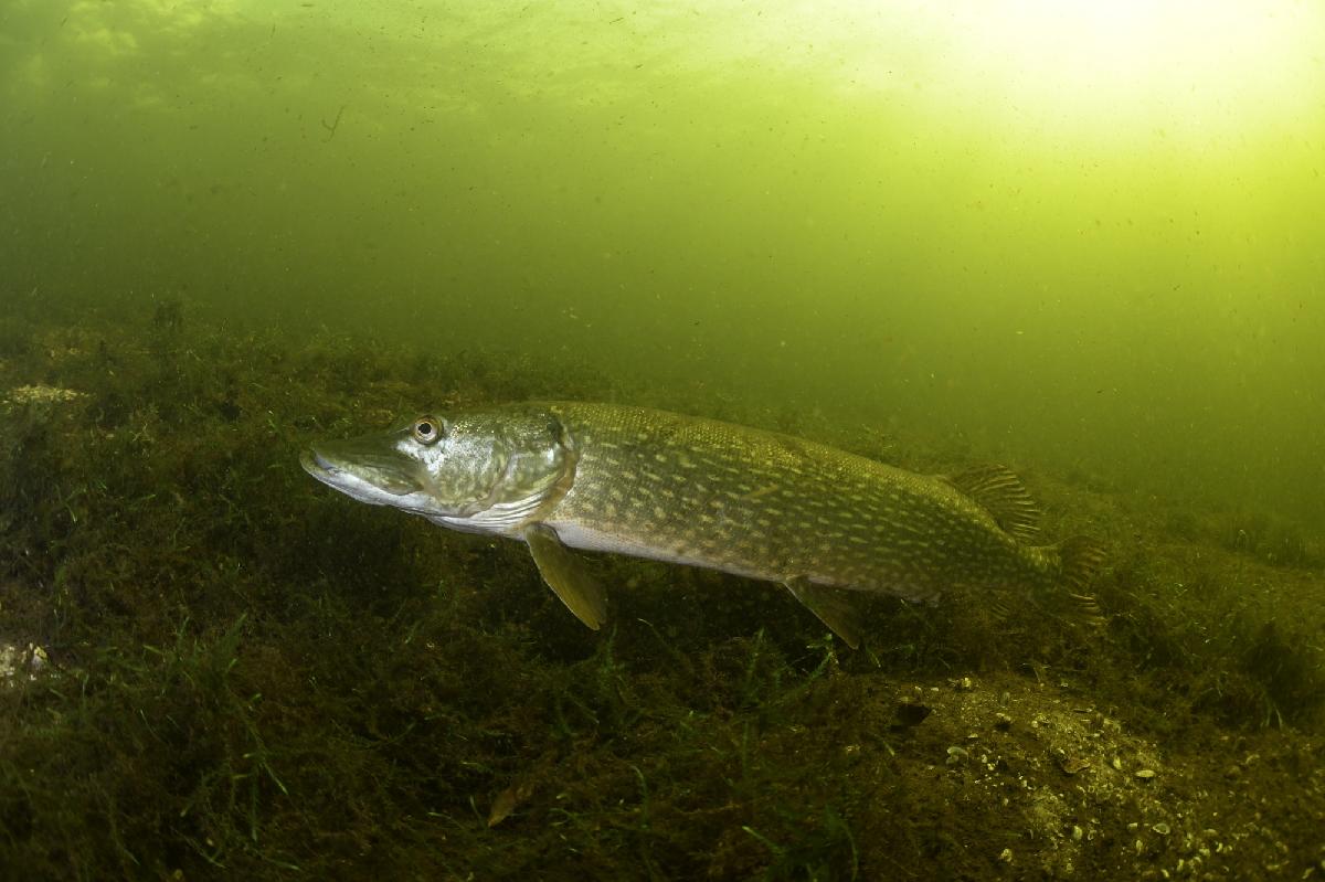 snoek op het zand in vinkeveen