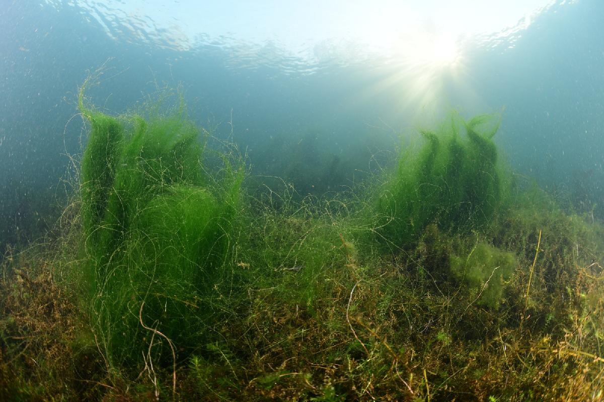 zonnestralen op het wier