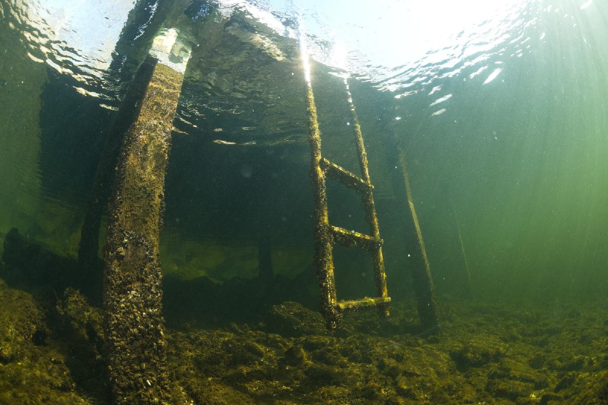 duikstiger in de spiegelplas