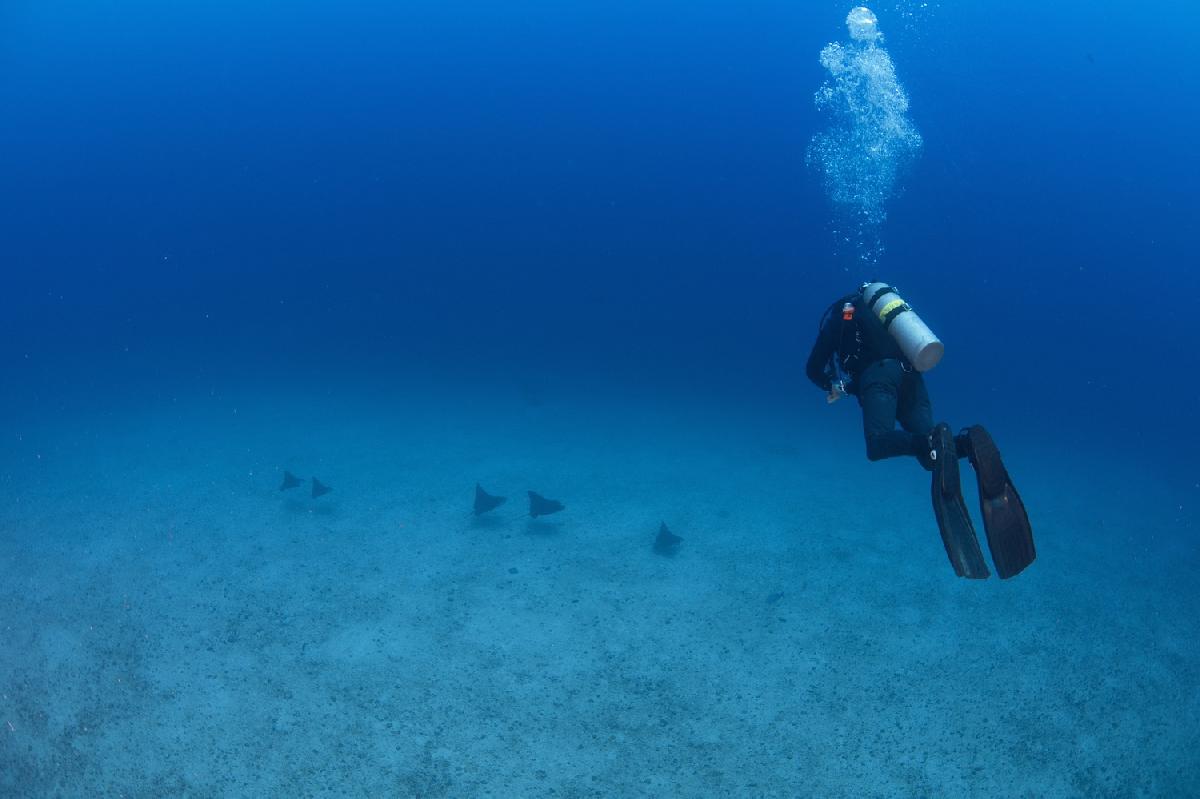 duiker met eagle rays