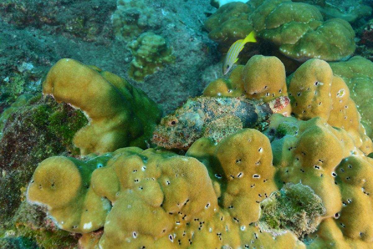 schorpioenvis op koraal