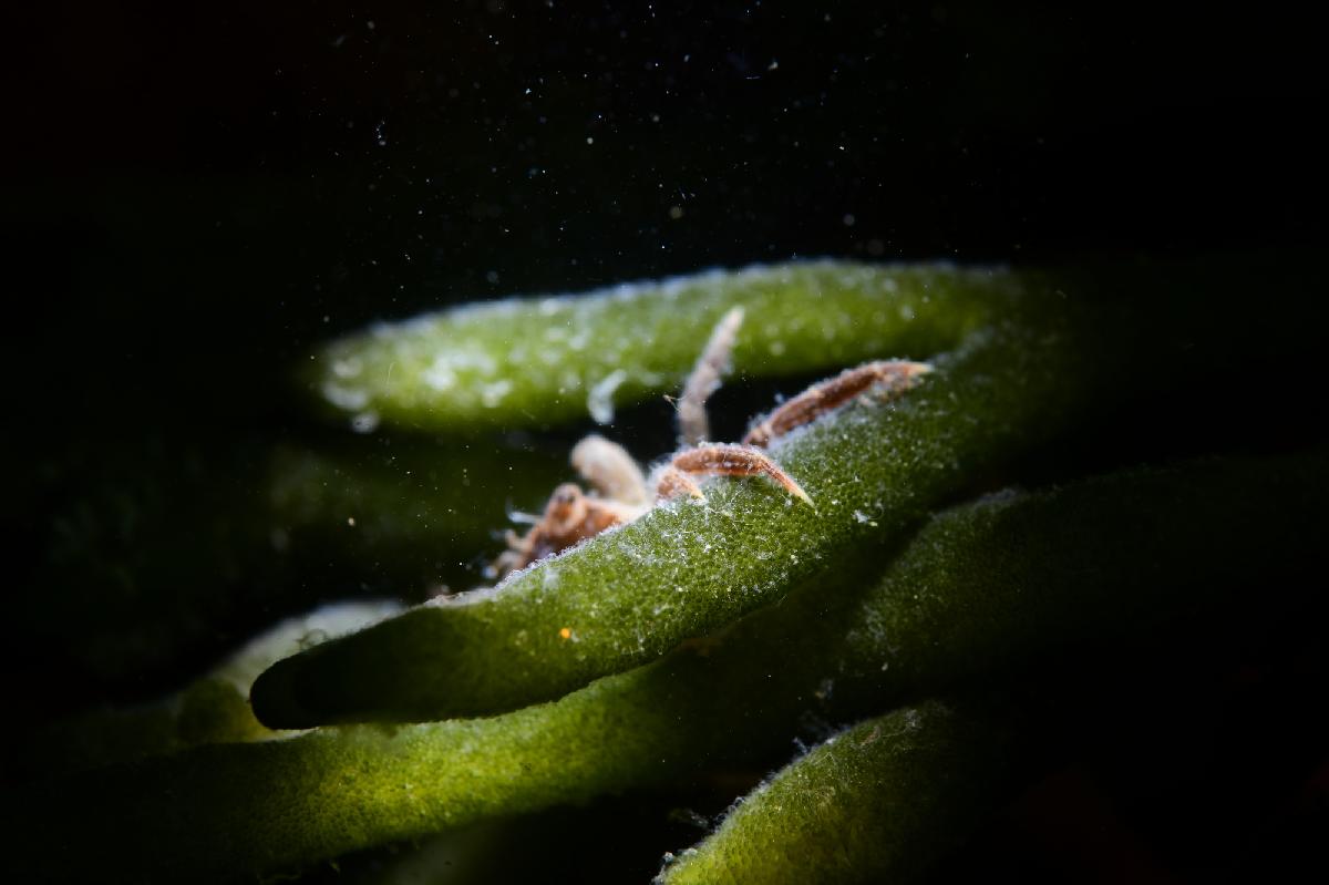 krabje op groen wier