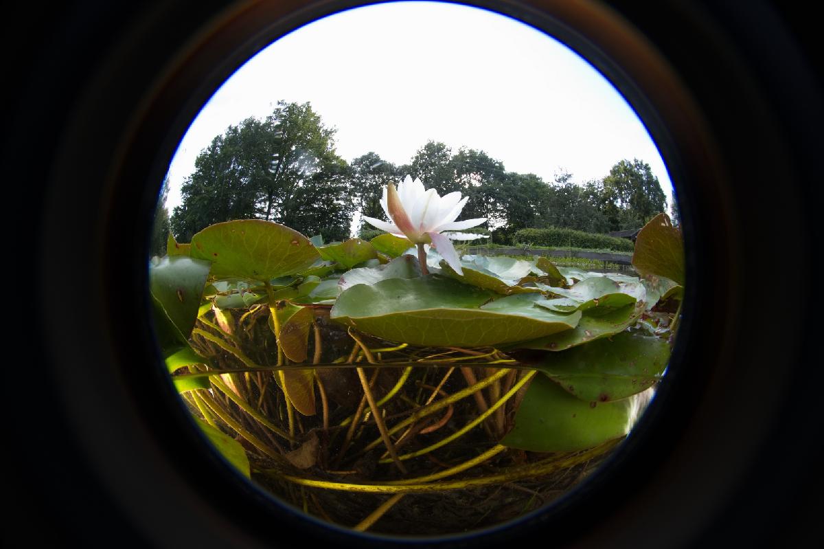 waterlelies in de zwemvijver