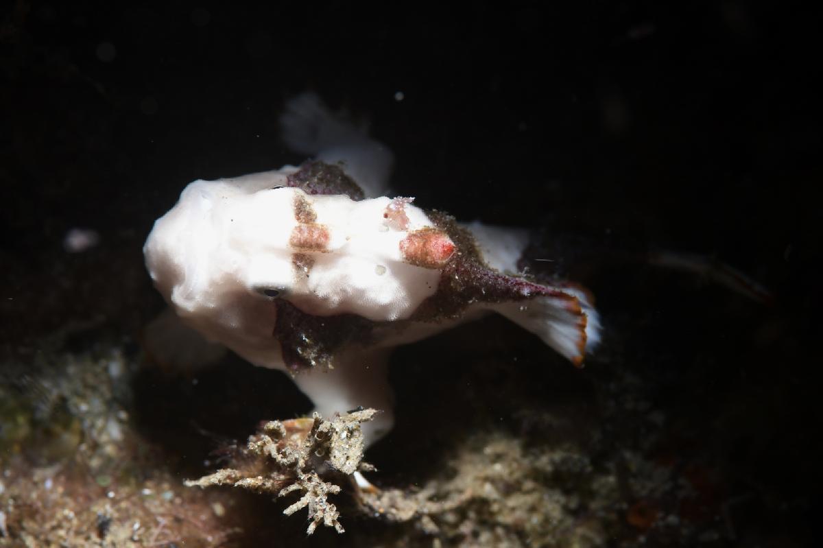 witbruine frogfish