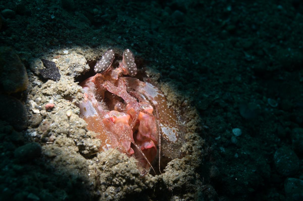 mantis shrimp in een holletje