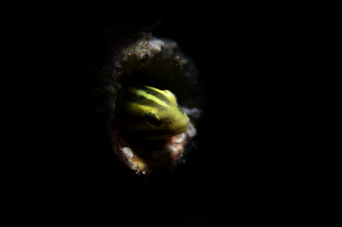 blenny in een spons