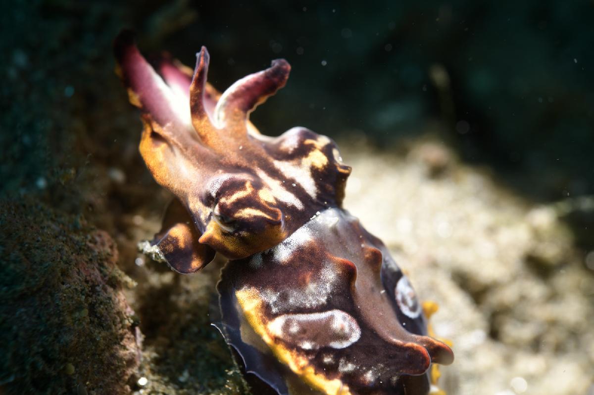 flamboyant cuttlefish