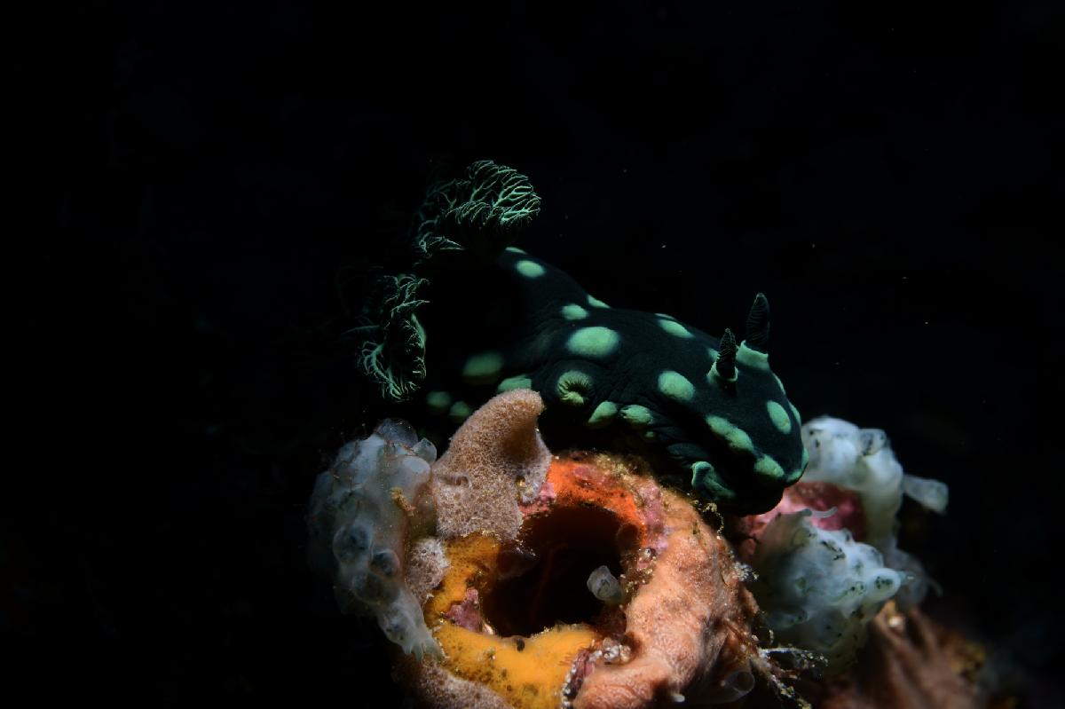 groen zwarte naaktslak