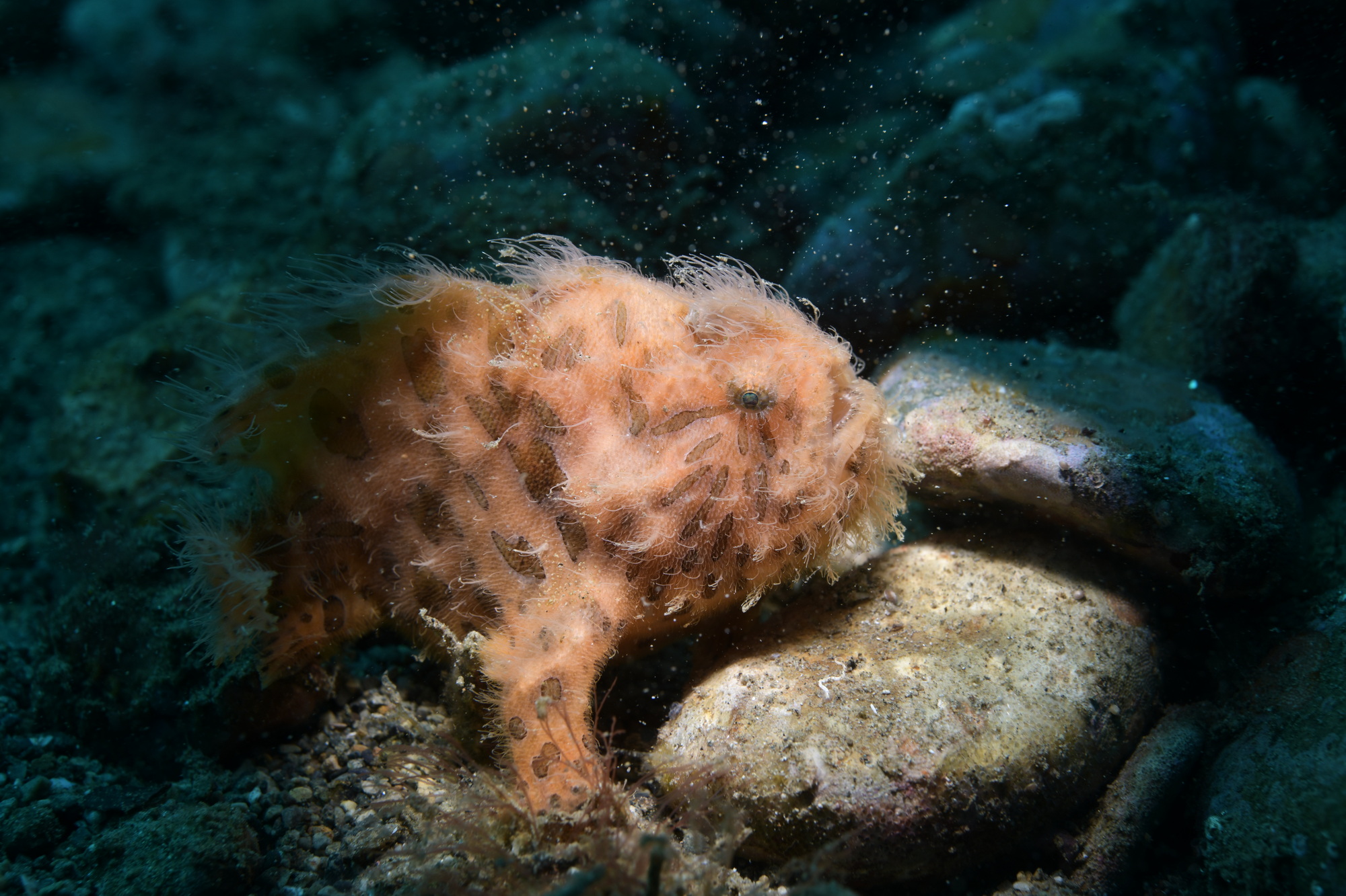 hairy frogfish