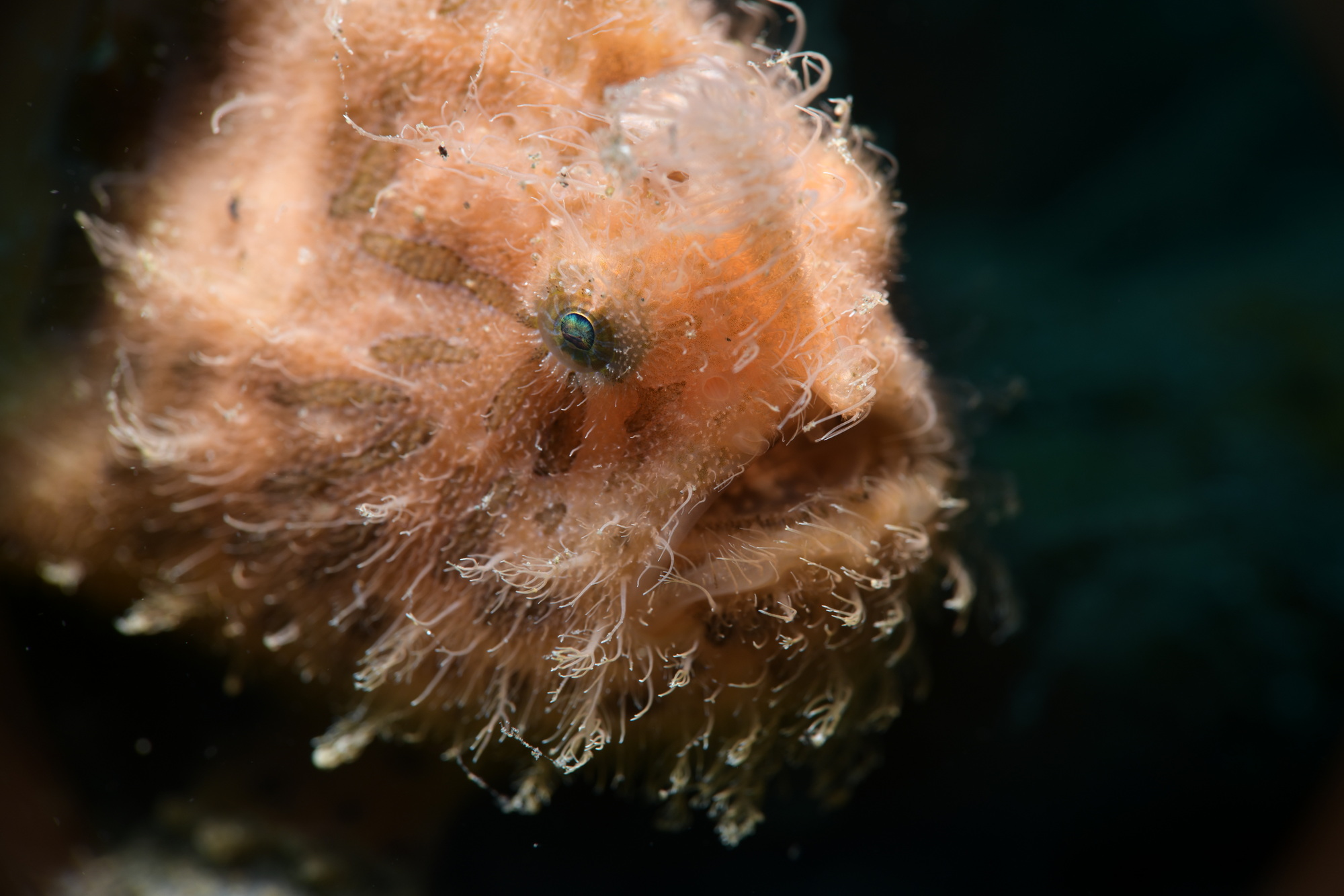 hairy frogfish