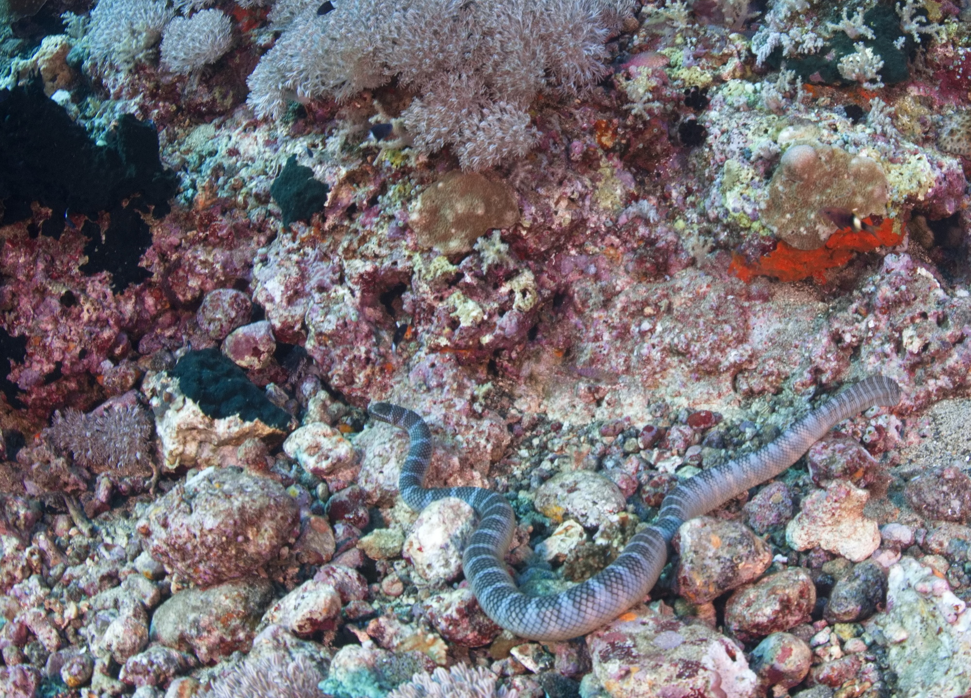 banded sea krait zeeslang