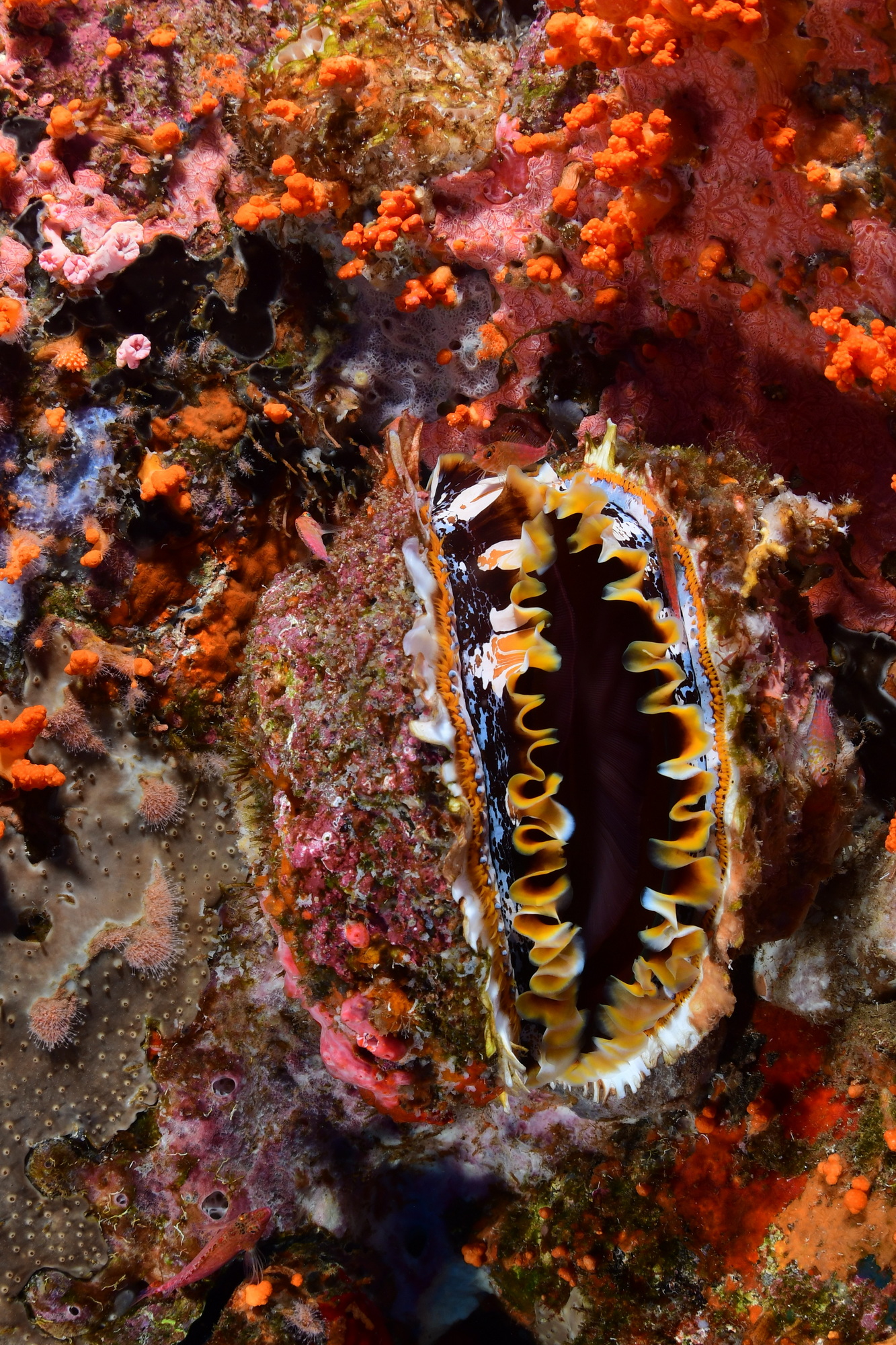 grote schelp tussen het rode koraal