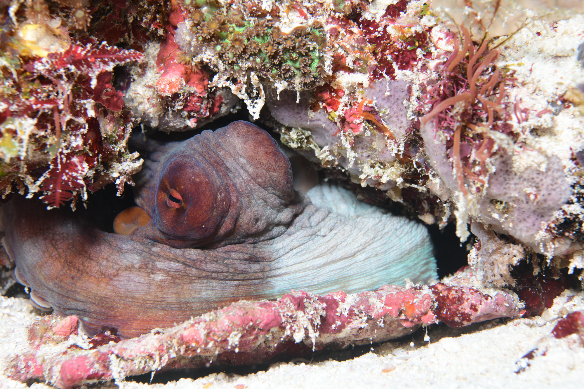 octopus in een holletje