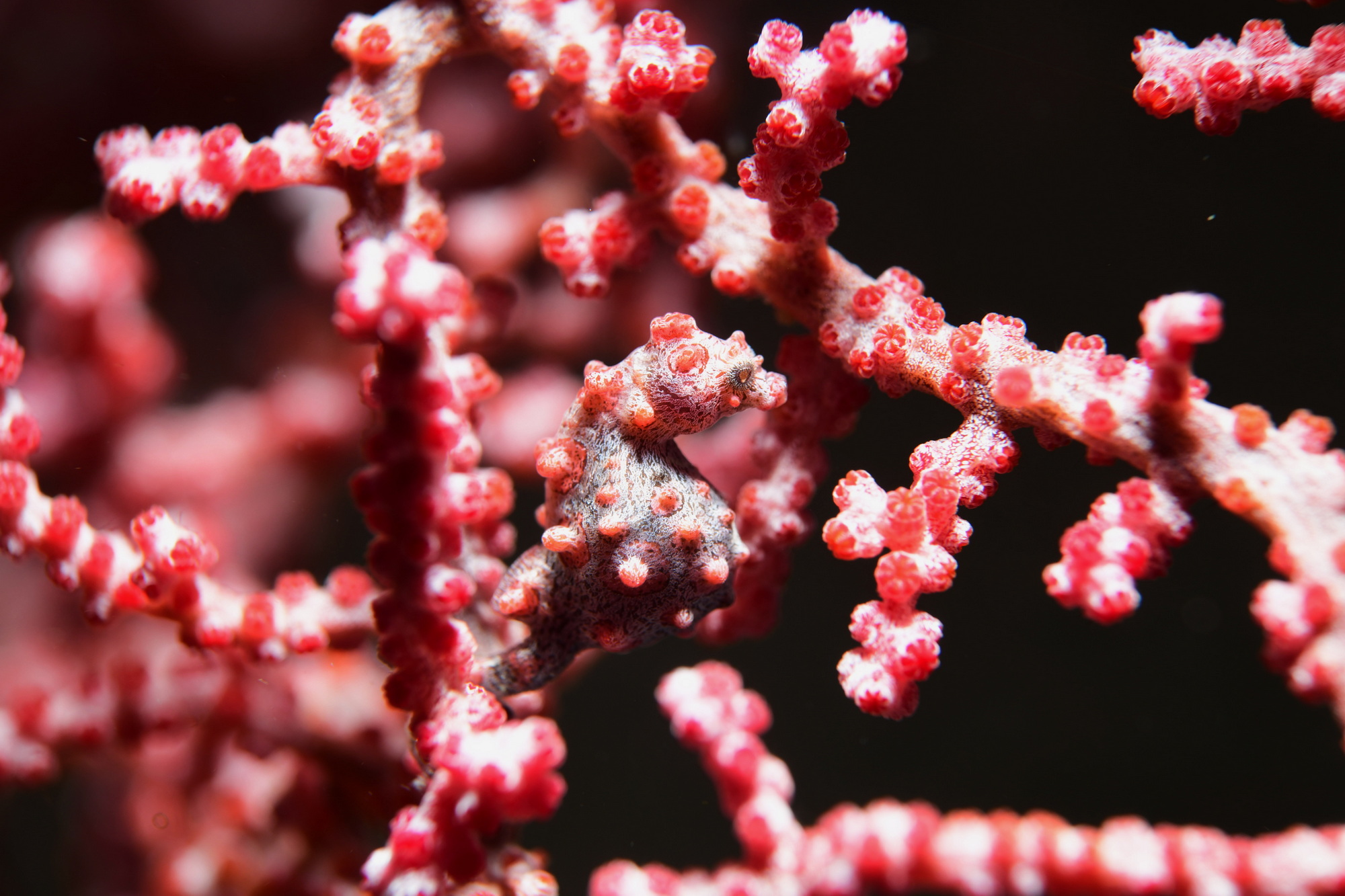 pygmee zeepaardje