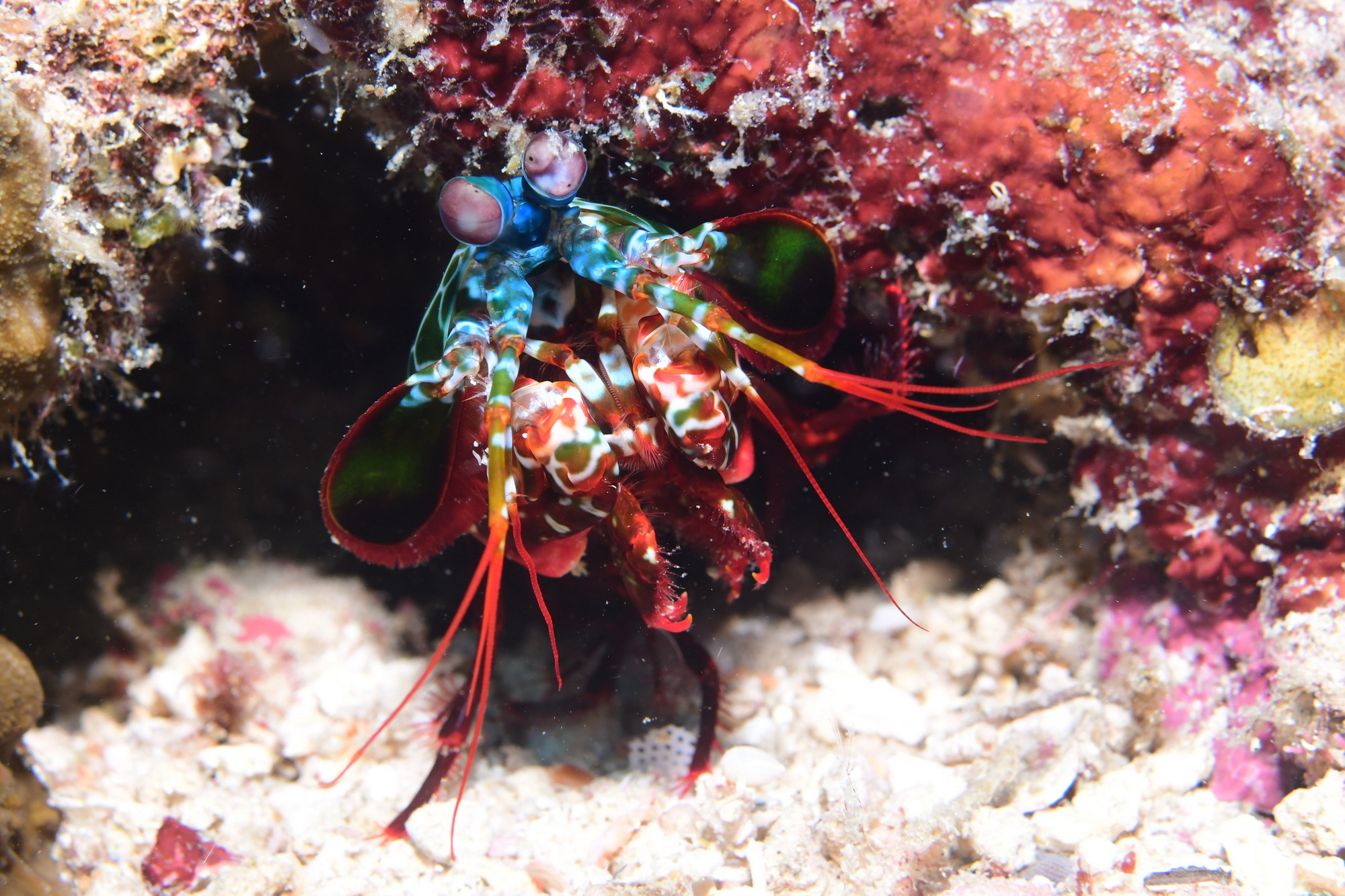 mantis shrimp in een holletje