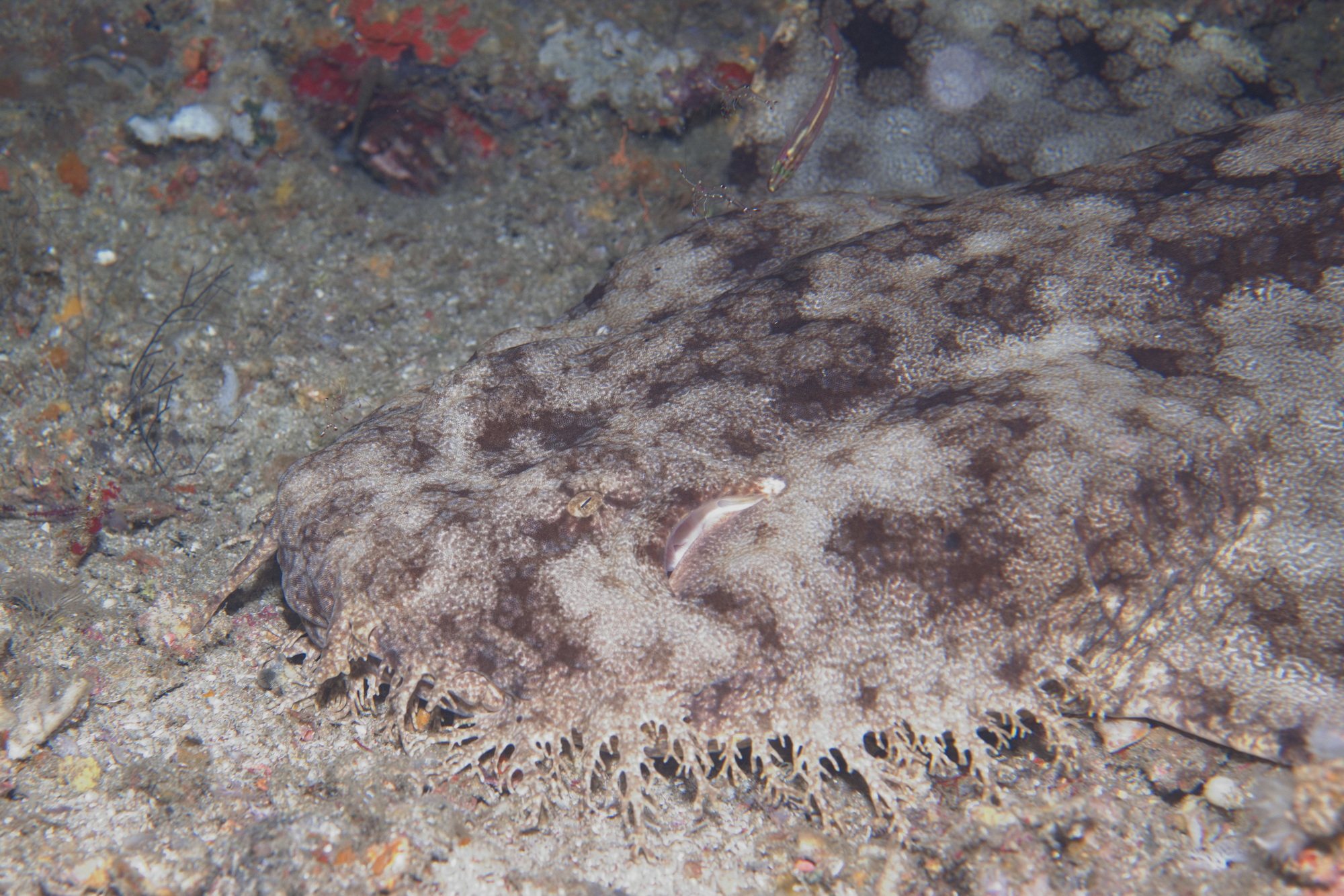 wobbegong haai