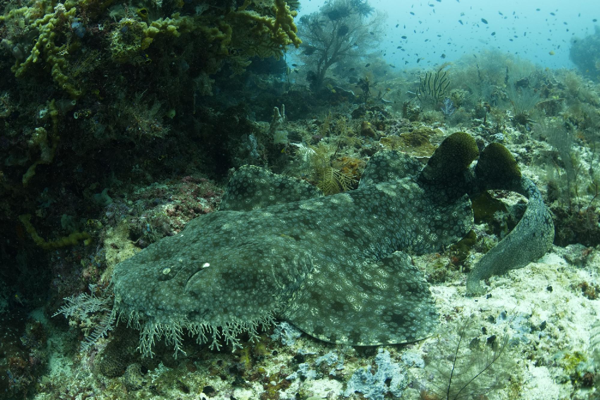 wobbegong haai