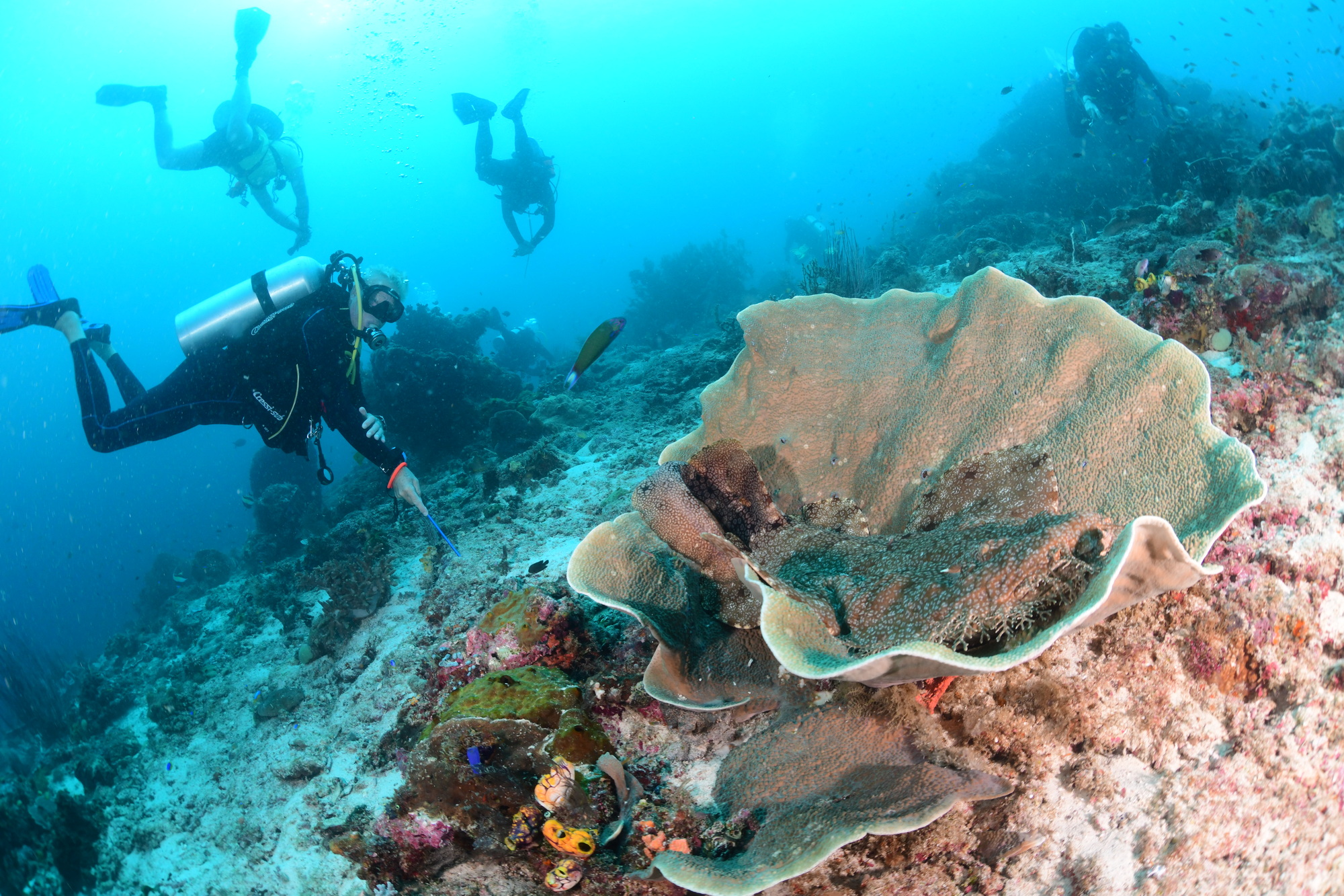 wobbegong haai ligt in het koraal