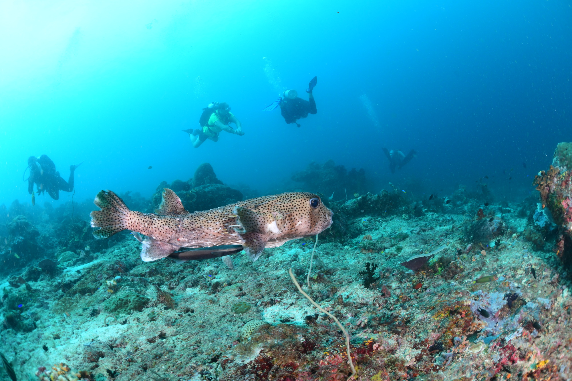 egelvis wordt door een remora lastig gevallen